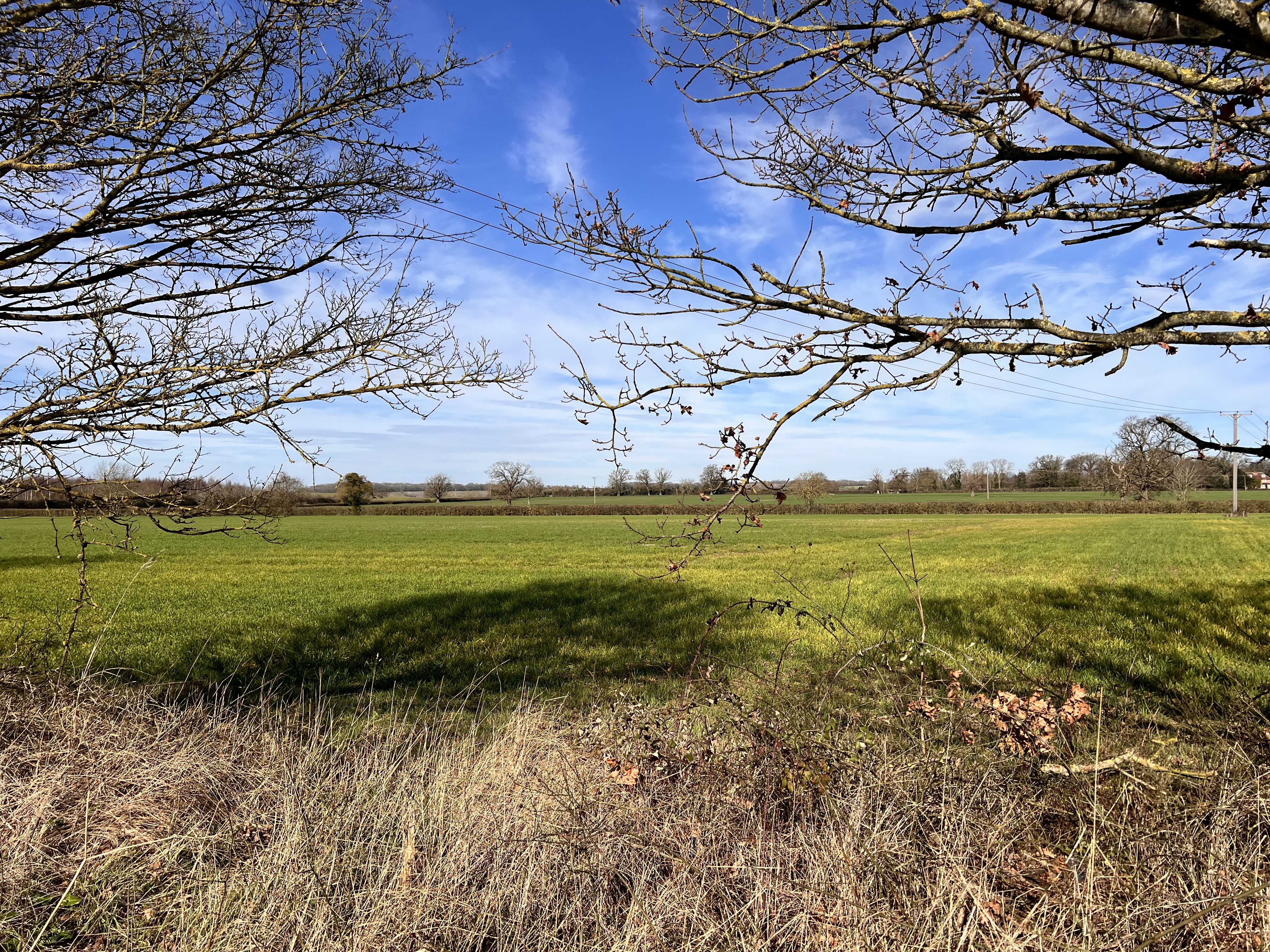 Green fields viewed through hedgerow trees